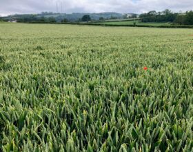 Arable crops