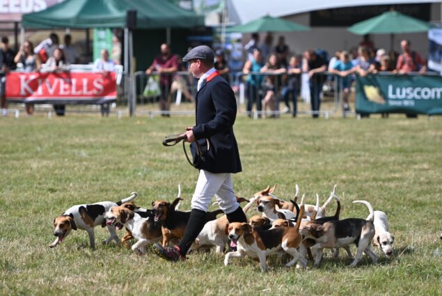 Beagles main ring Beagles main ring