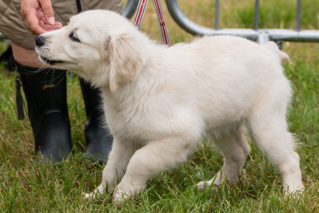 Family dog show