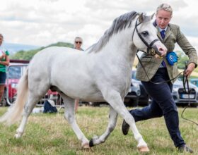 Horse in hand image
