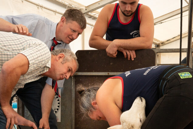 Lamb shearing judging