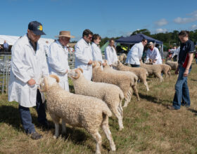 Sheep judging taken by Janet Lewis