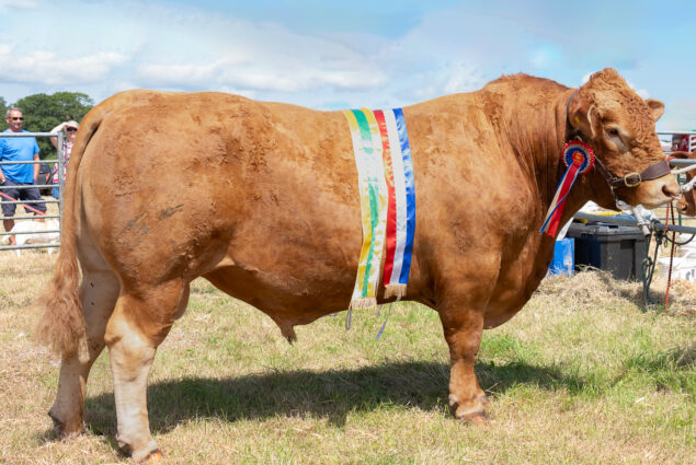 Supreme champ cattle taken by Janet Lewis Supreme champ cattle taken by Janet Lewis