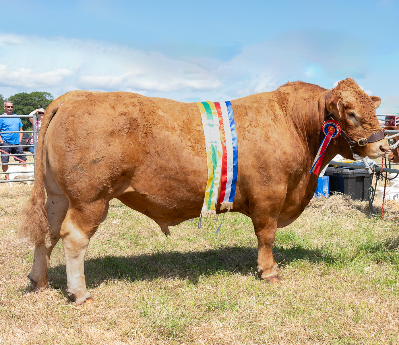 Supreme champ cattle taken by Janet Lewis
