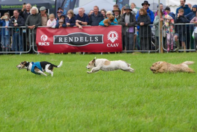 Terrier racing Terrier racing