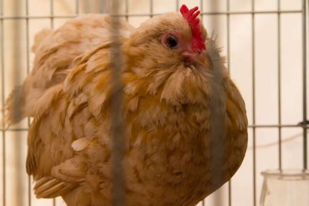 poultry