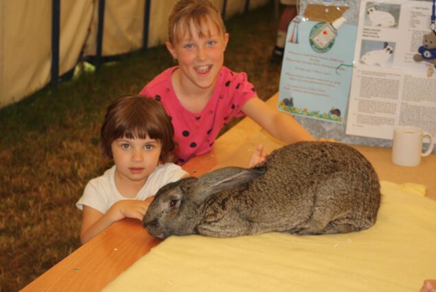 rabbit marquee