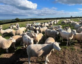 sheep flock day 2