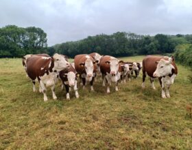 suckler herd (2)